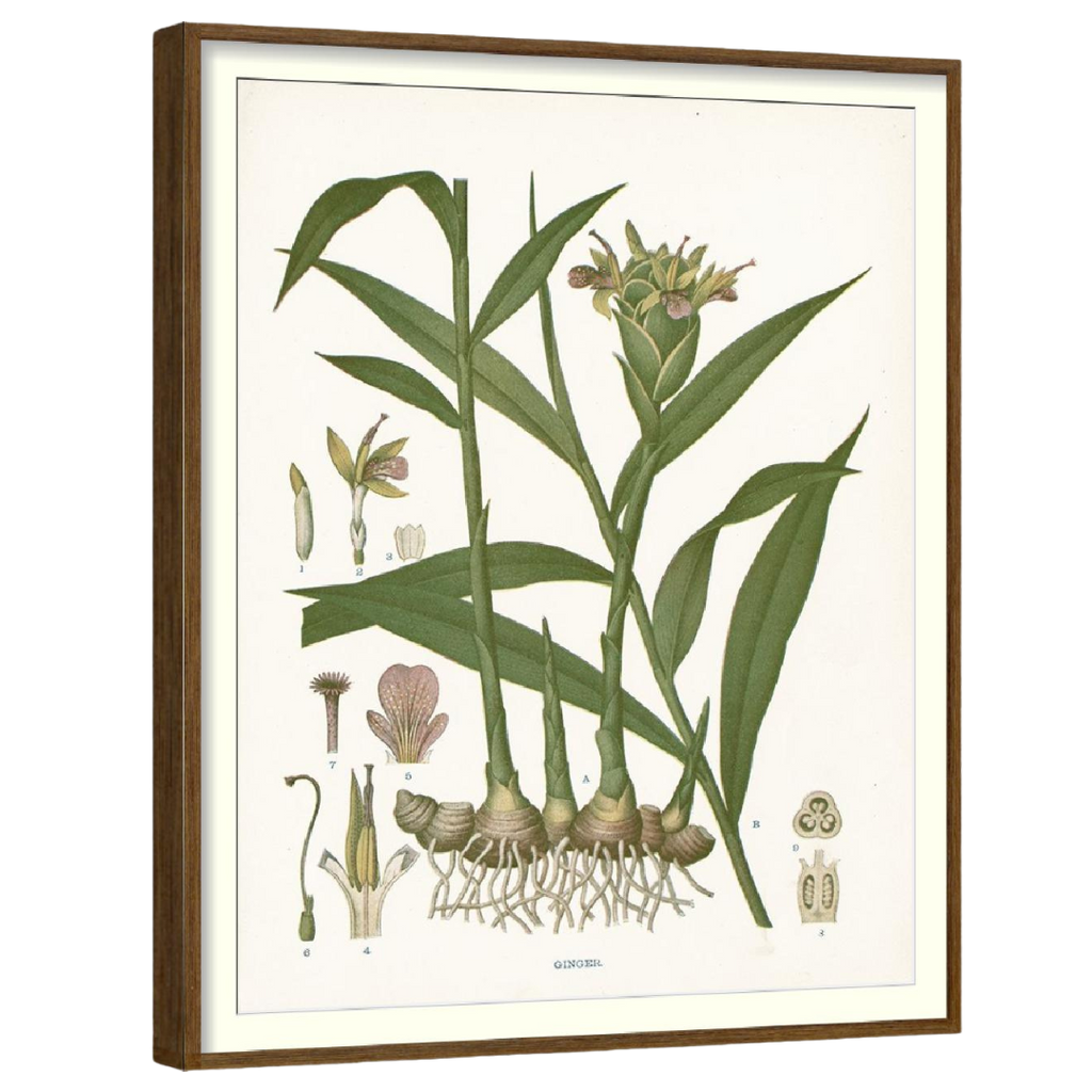 Clove Botanical Set of 4