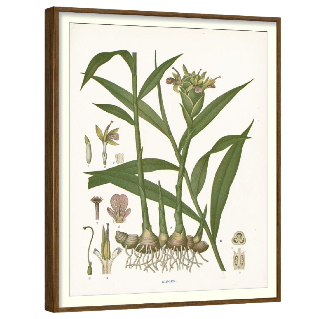 Clove Botanical Set of 4