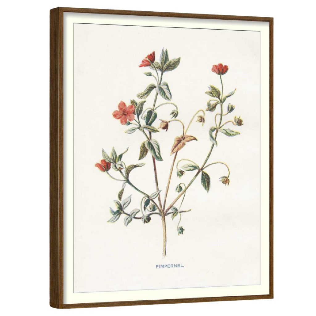 Scarlet Poppy (Set of 3)