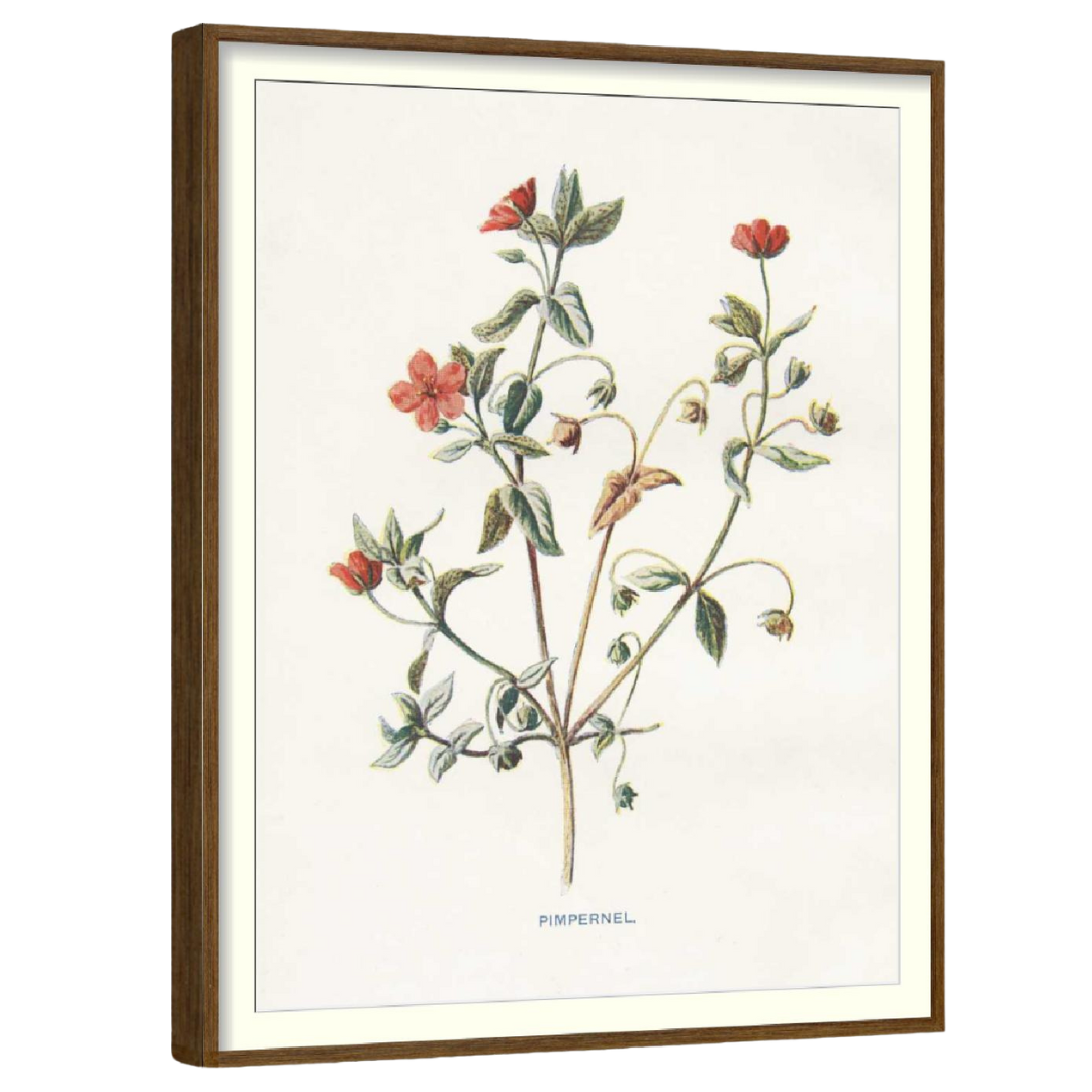 Scarlet Poppy (Set of 3)