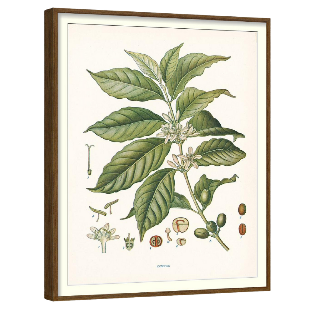 Clove Botanical Set of 4