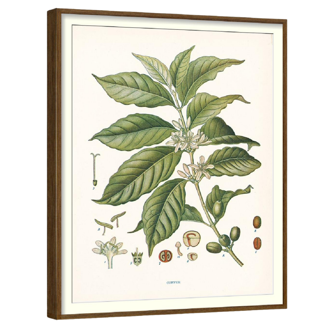 Clove Botanical Set of 4