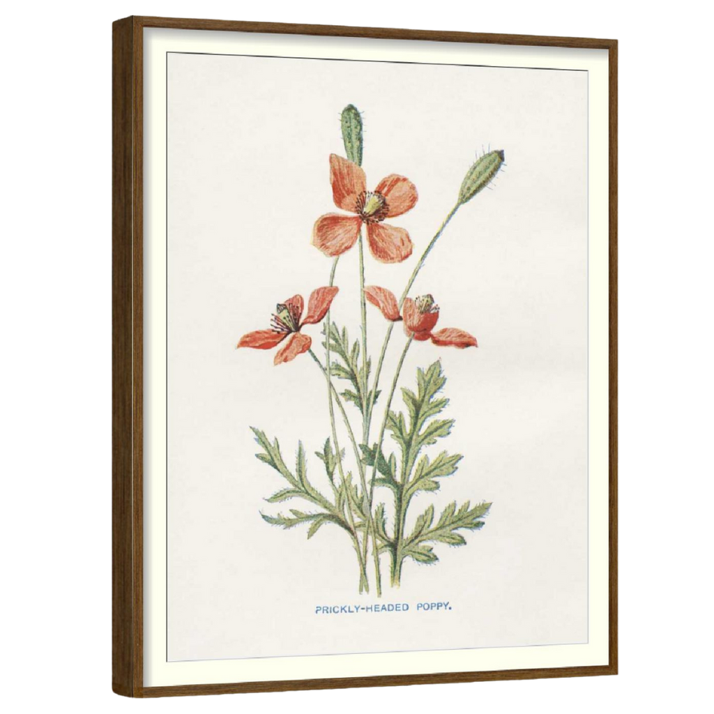 Scarlet Poppy (Set of 3)