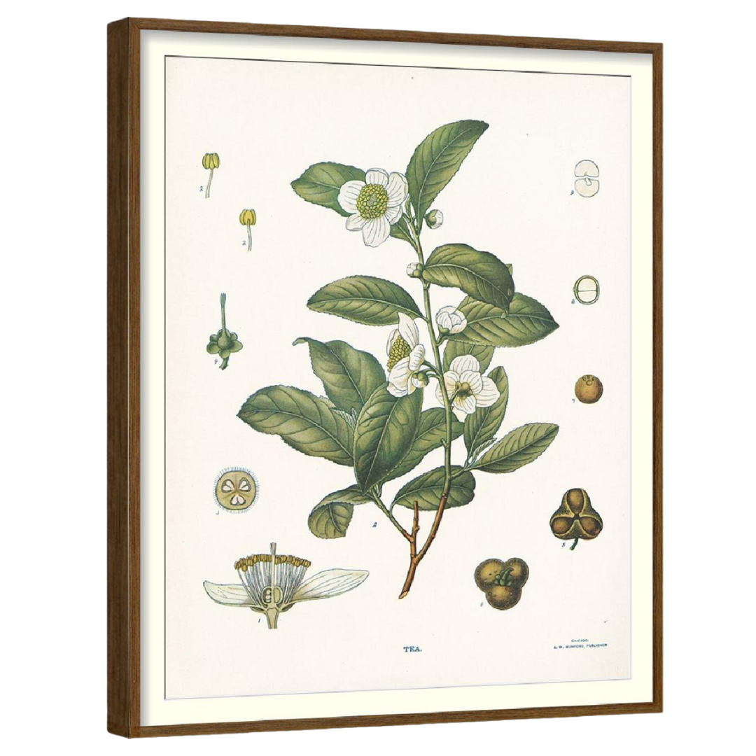 Clove Botanical Set of 4