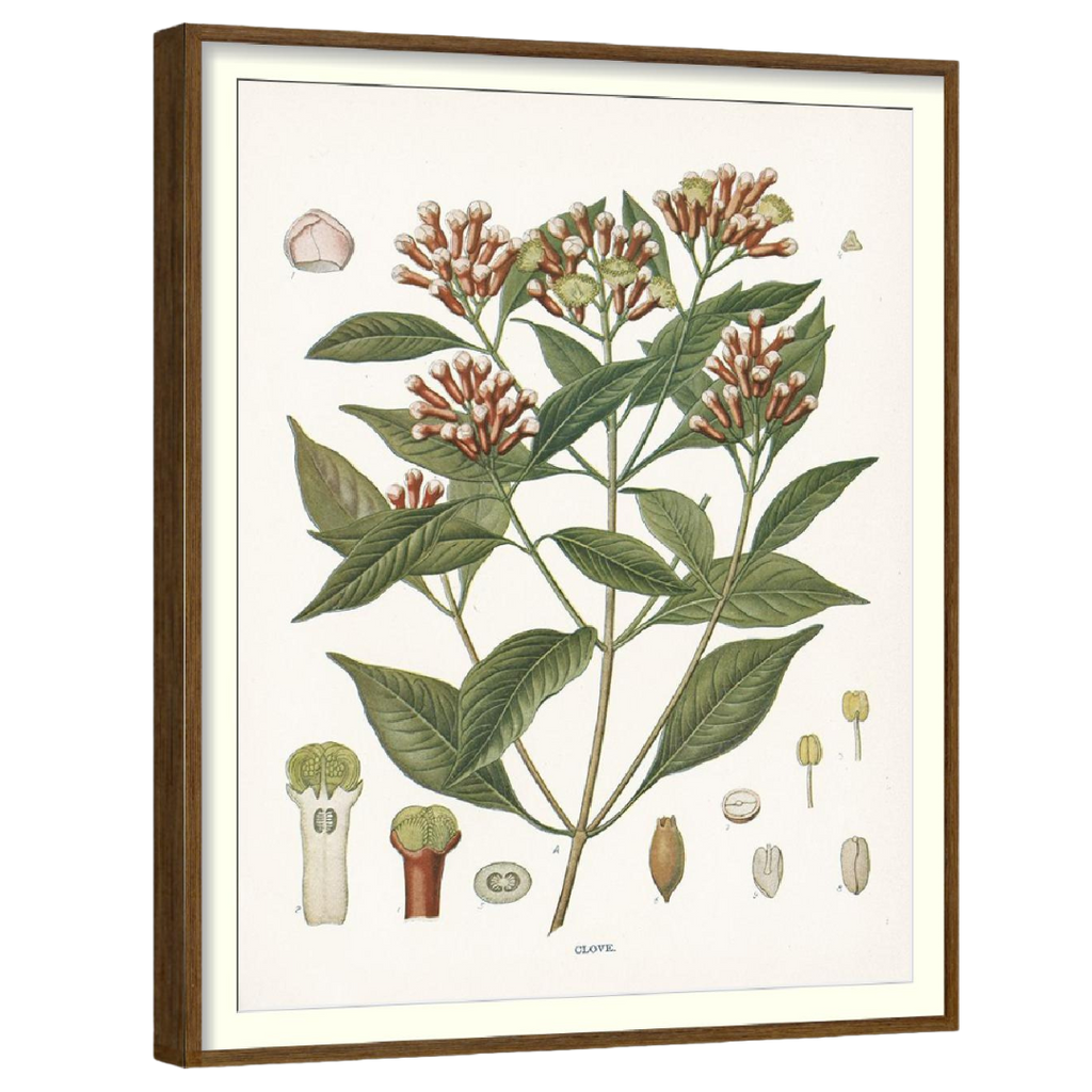 Clove Botanical Set of 4