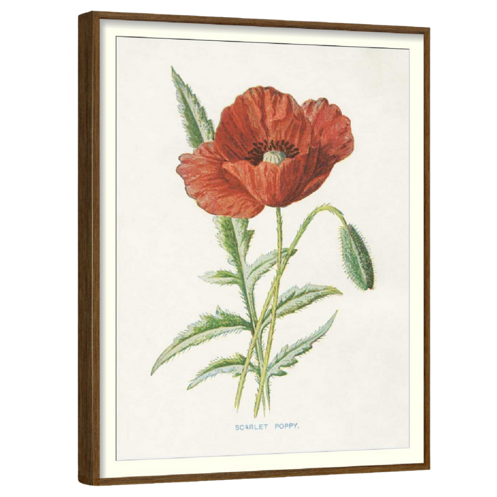 Scarlet Poppy (Set of 3)