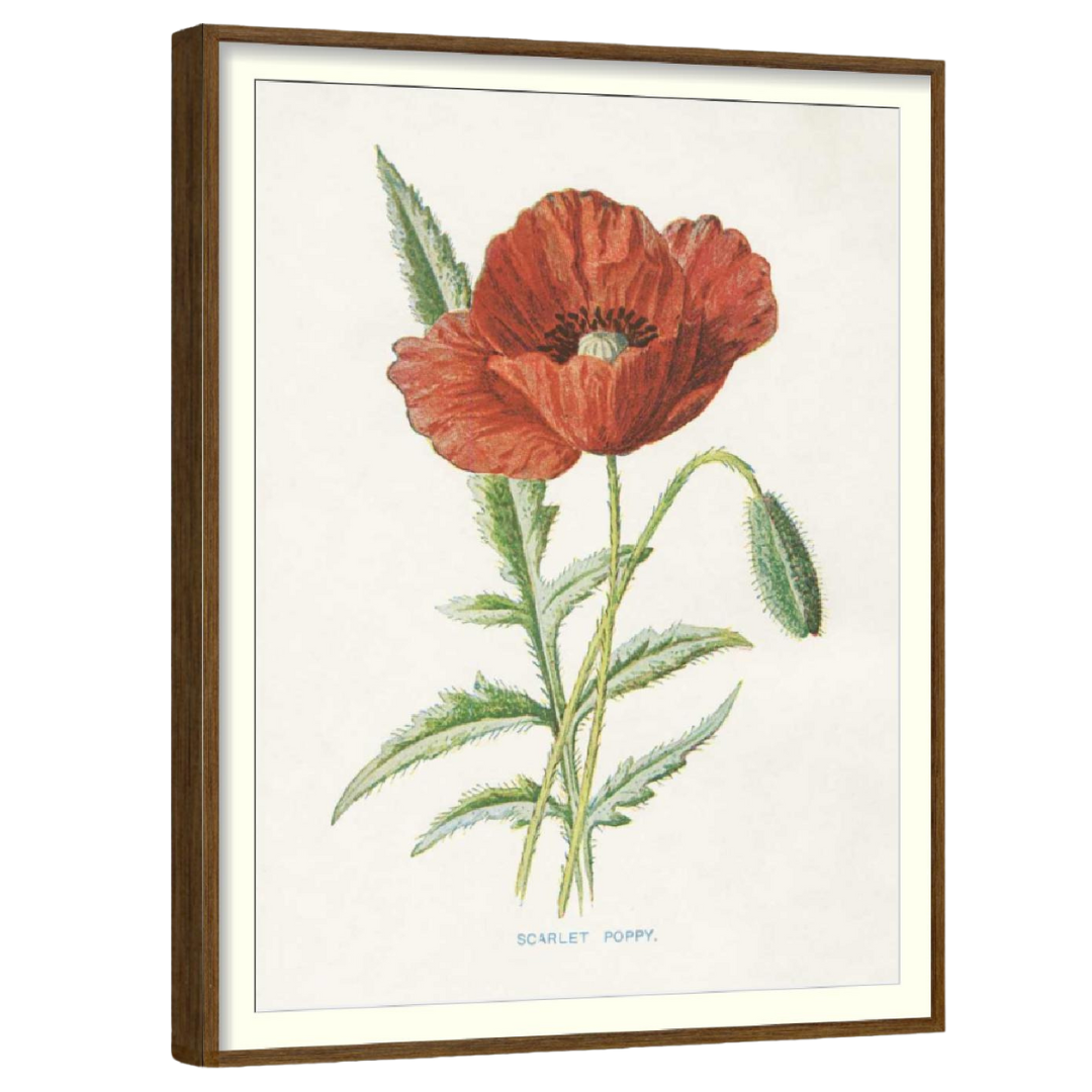 Scarlet Poppy (Set of 3)