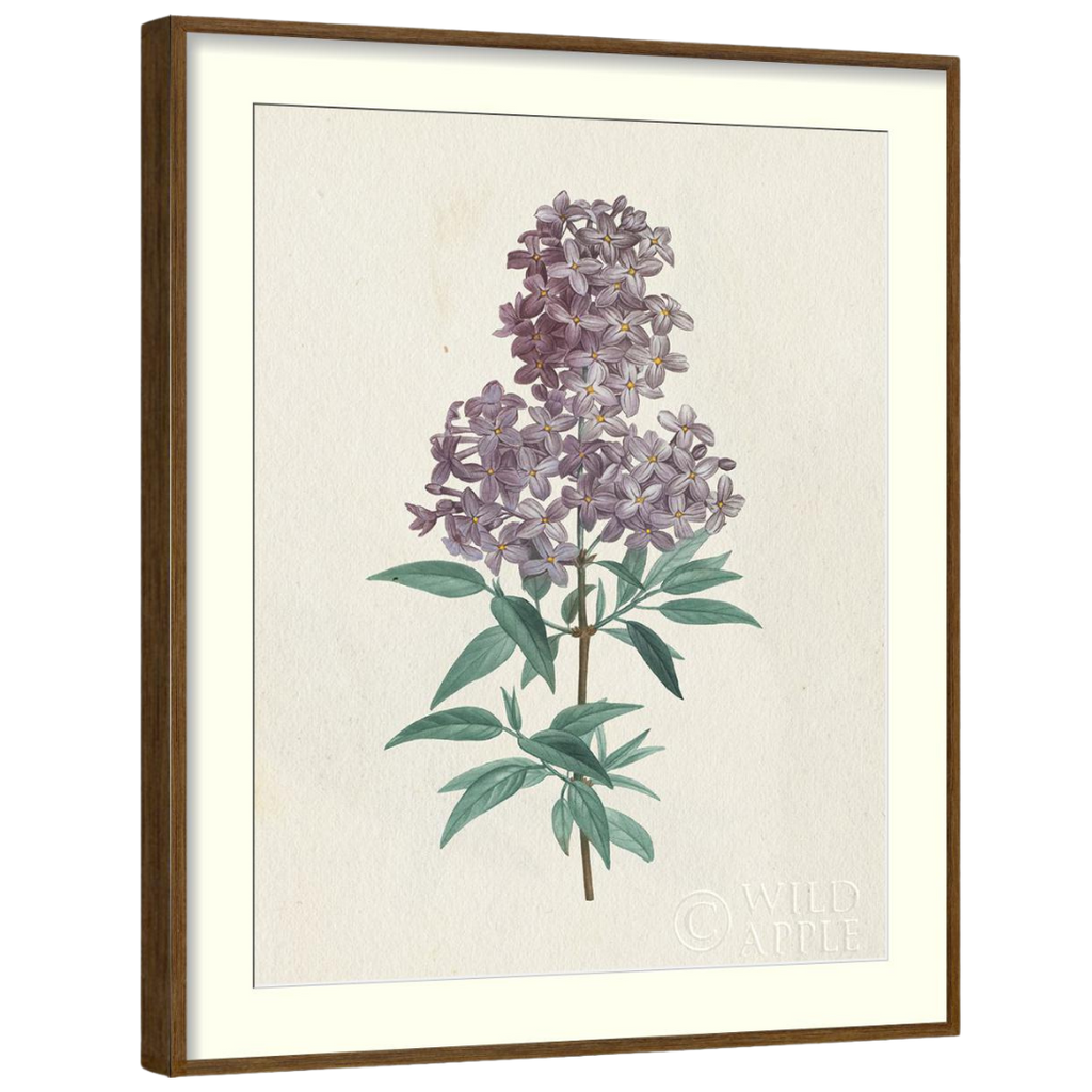 Gallery Wall Art: Antique Botanica | Set of 8