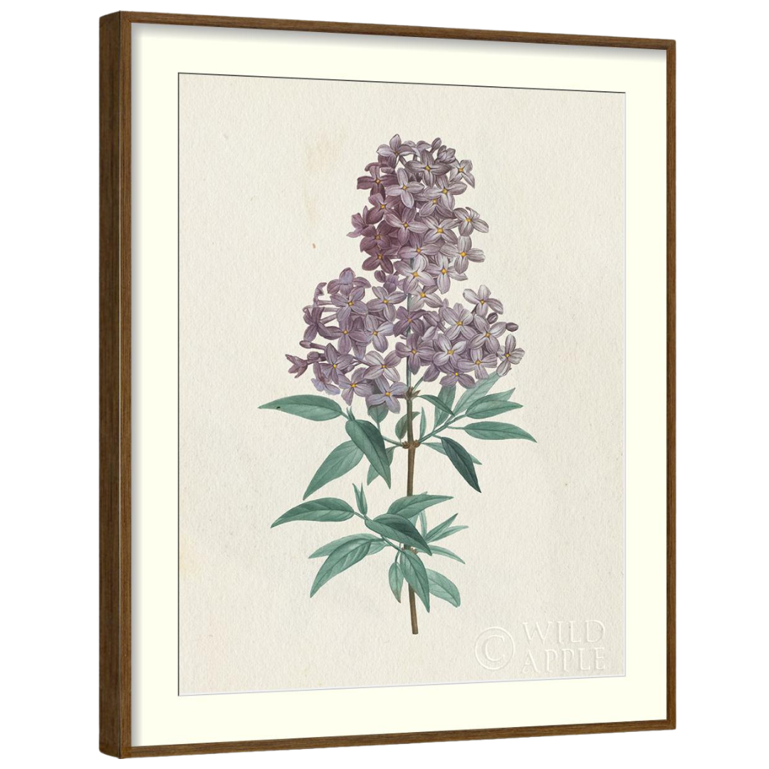 Gallery Wall Art: Antique Botanica | Set of 8