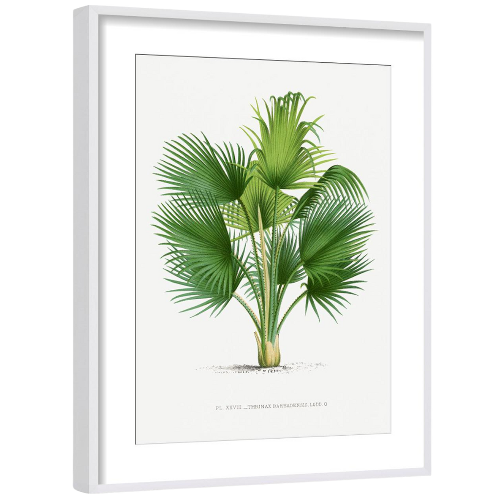 Gallery Wall Art: Palm Leaves | Set of 6