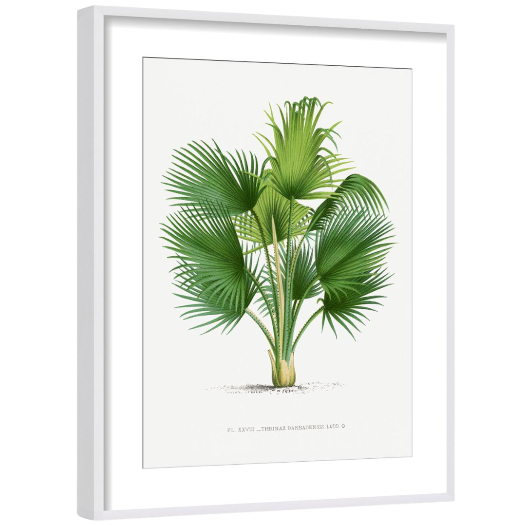 Gallery Wall Art: Palm Leaves | Set of 6