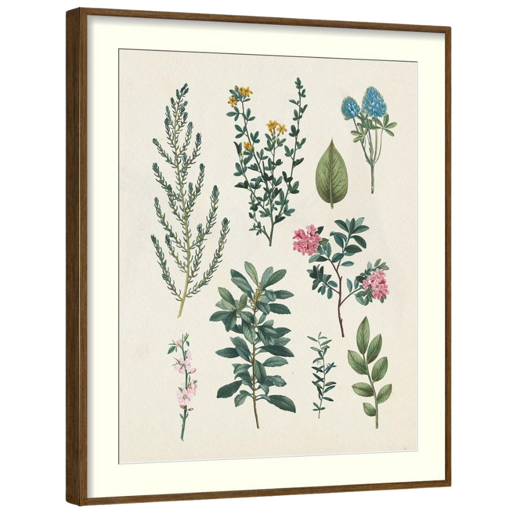 Gallery Wall Art: Antique Botanica | Set of 8