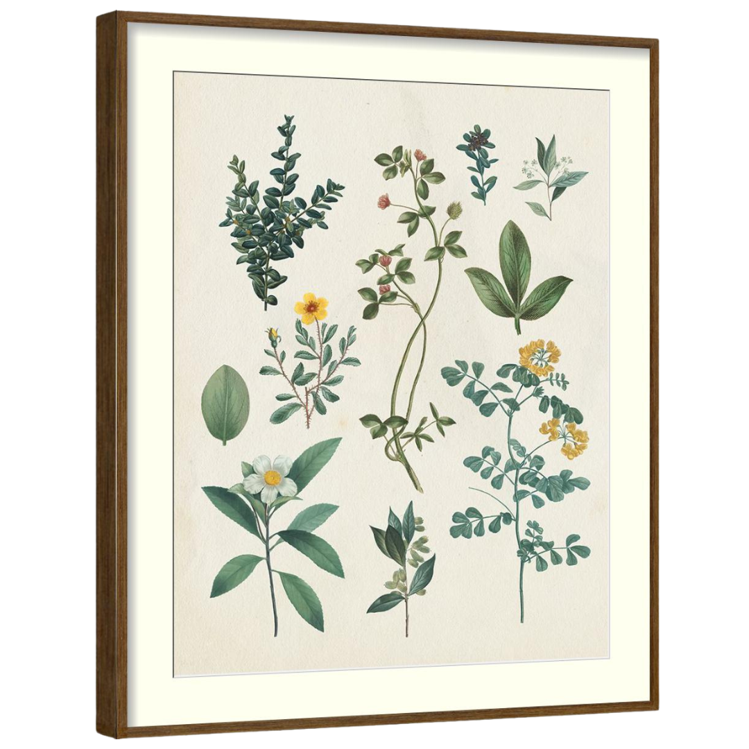Gallery Wall Art: Antique Botanica | Set of 8