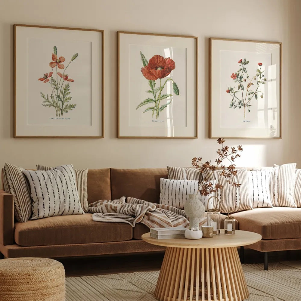 Scarlet Poppy (Set of 3)