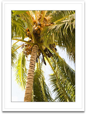 Beach palm I