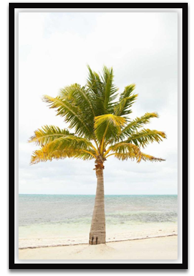 Beach palm II