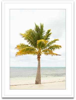 Beach palm II