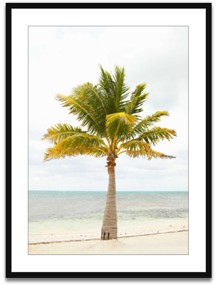 Beach palm II