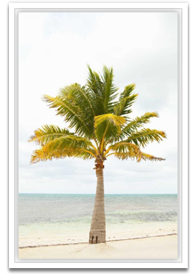 Beach palm II