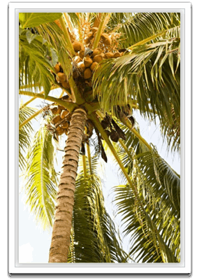 Beach palm I
