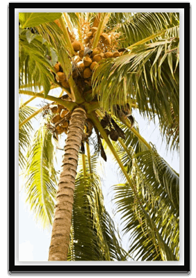 Beach palm I