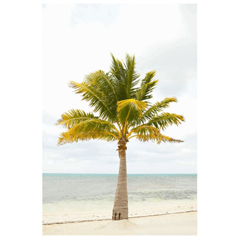 Beach palm II
