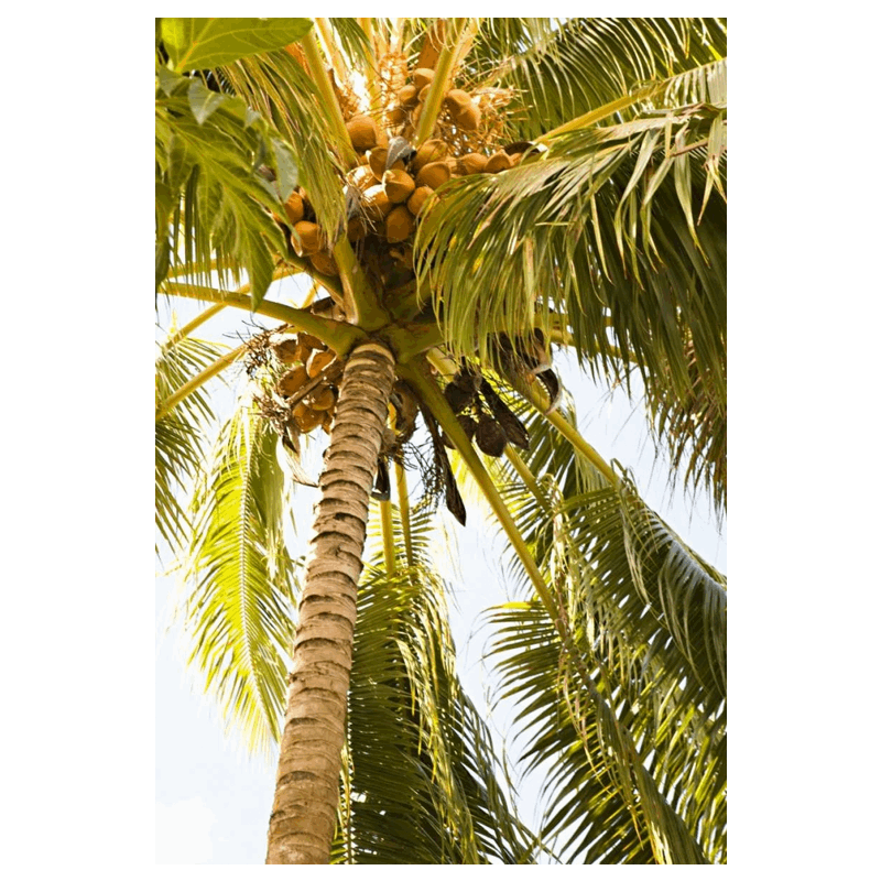 Beach palm I