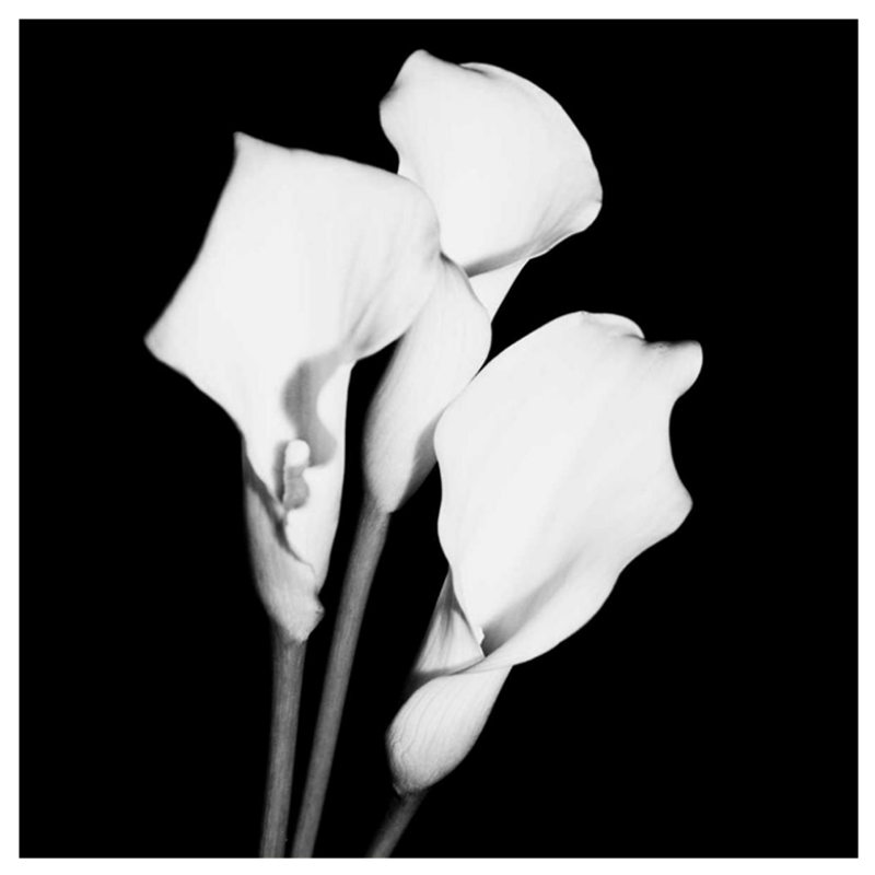 Calla Portrait II