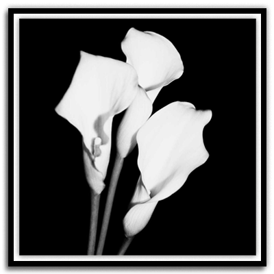 Calla Portrait II