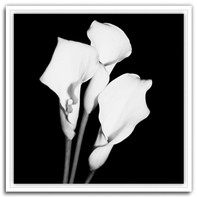 Calla Portrait II