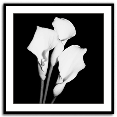 Calla Portrait II