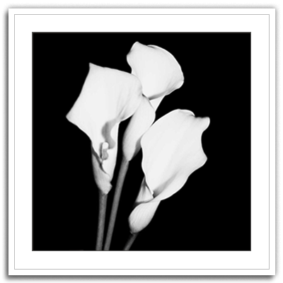 Calla Portrait II