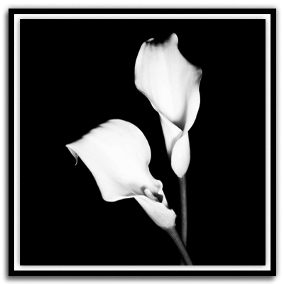 Calla Portrait I