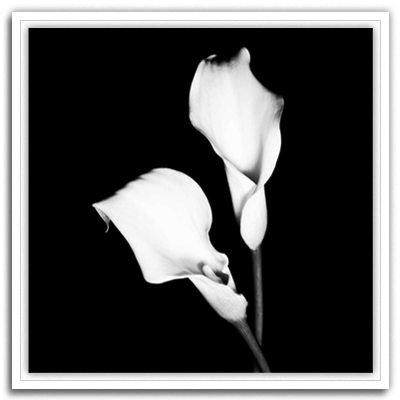 Calla Portrait I