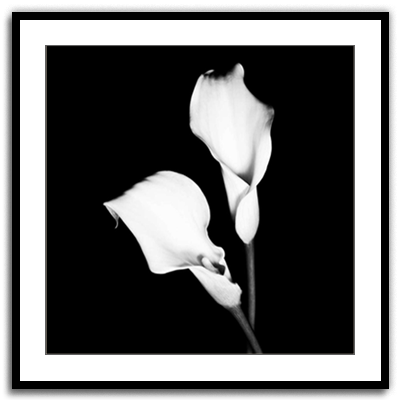 Calla Portrait I