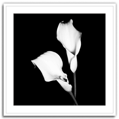 Calla Portrait I