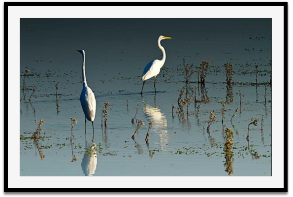 Early Morning Egrets I