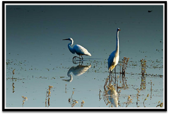 Early Morning  Egrets II