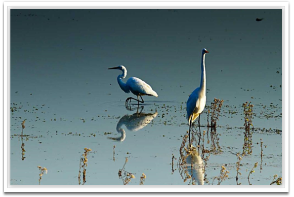 Early Morning  Egrets II