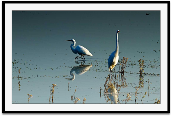 Early Morning  Egrets II