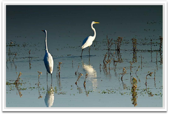 Early Morning Egrets I