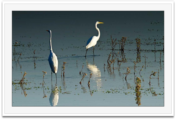 Early Morning Egrets I