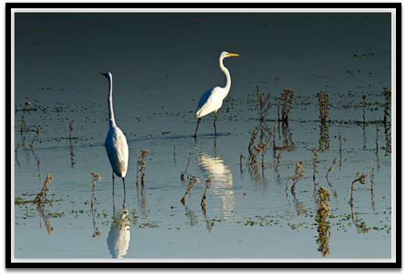 Early Morning Egrets I
