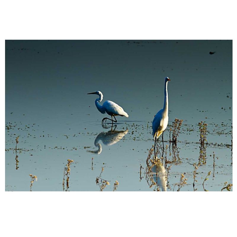 Early Morning  Egrets II