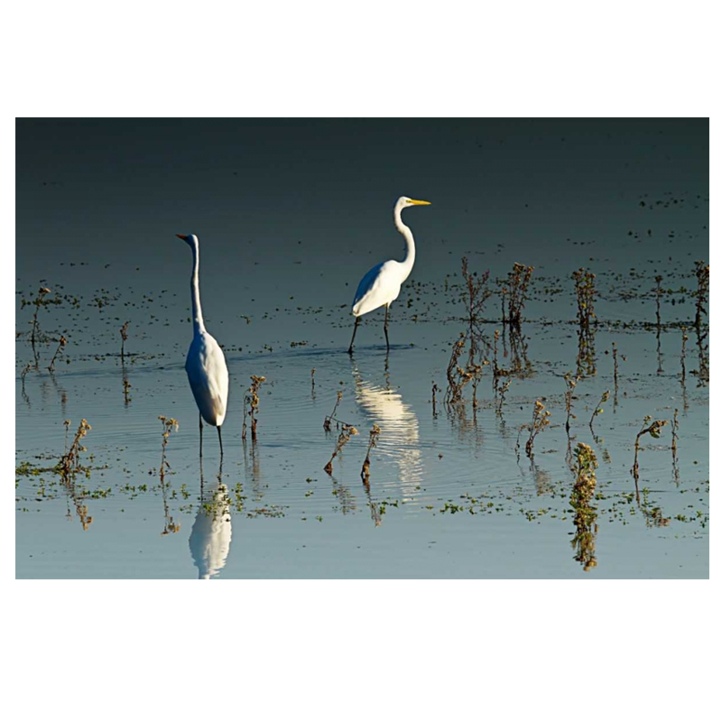 Early Morning Egrets I