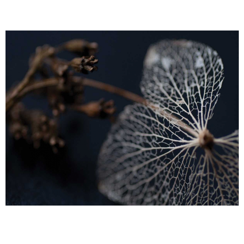 Hydragea skeleton II