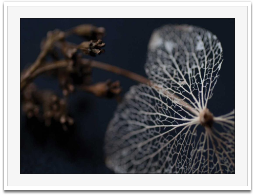 Hydragea skeleton II