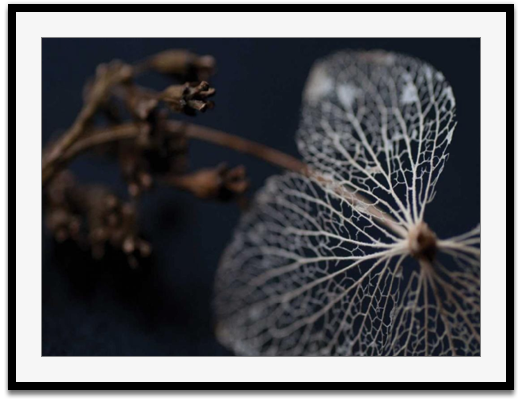 Hydragea skeleton II