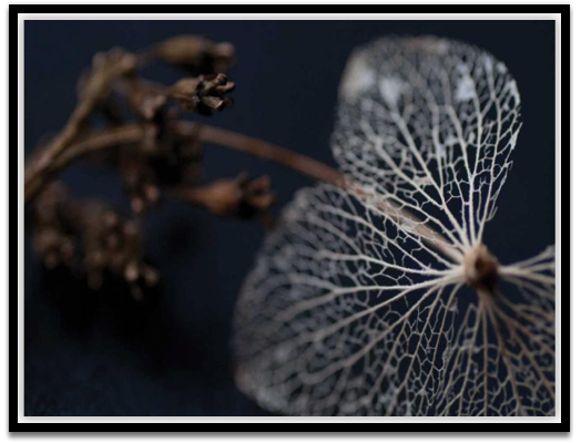 Hydragea skeleton II