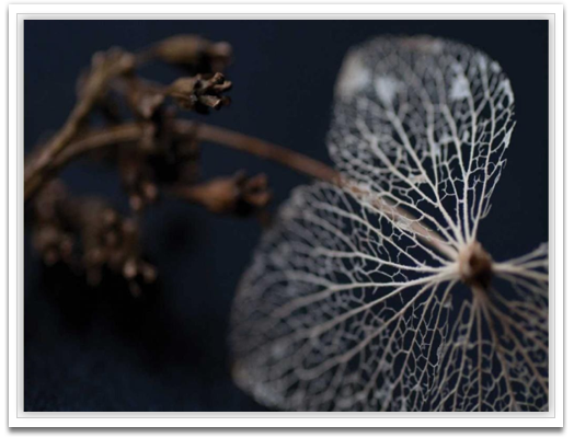 Hydragea skeleton II